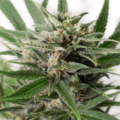 Dinafem – Blue Amnesia XXL Auto